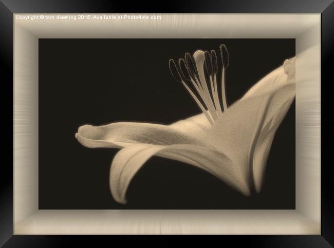  Soft toned Lily with boarder  Framed Print by tom downing