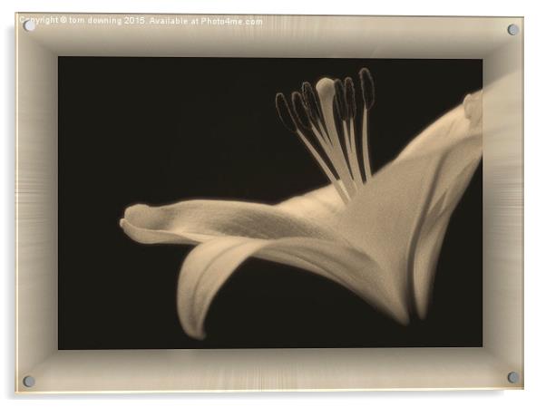  Soft toned Lily with boarder  Acrylic by tom downing