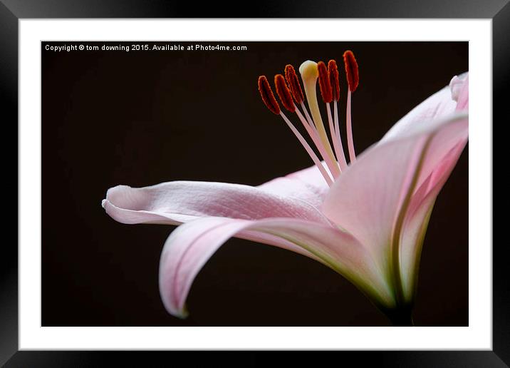  lily in color Framed Mounted Print by tom downing