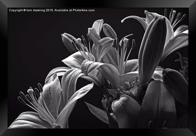  Floral display B&W Framed Print by tom downing