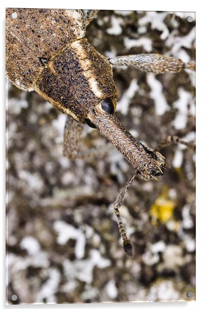 Weevil portrait Acrylic by Gabor Pozsgai