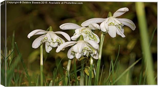  Double headed Snowdrops Canvas Print by Lady Debra Bowers L.R.P.S
