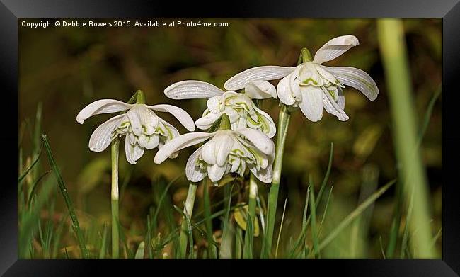  Double headed Snowdrops Framed Print by Lady Debra Bowers L.R.P.S