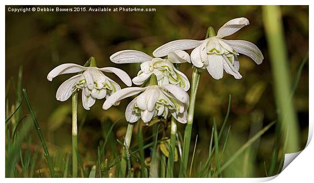  Double headed Snowdrops Print by Lady Debra Bowers L.R.P.S
