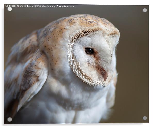  A Portrait of a Barn Owl Acrylic by Steve Liptrot