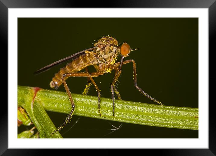 Dance fly covered with pollen Framed Mounted Print by Gabor Pozsgai