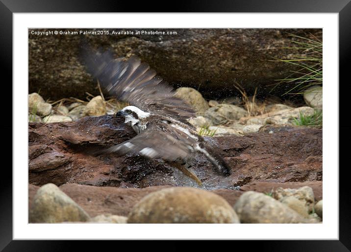  Bird's Eye Framed Mounted Print by Graham Palmer