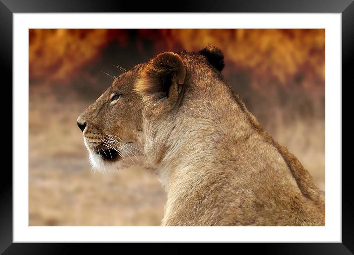  Lioness sitting by the fire Framed Mounted Print by Steve Bampton