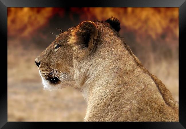  Lioness sitting by the fire Framed Print by Steve Bampton