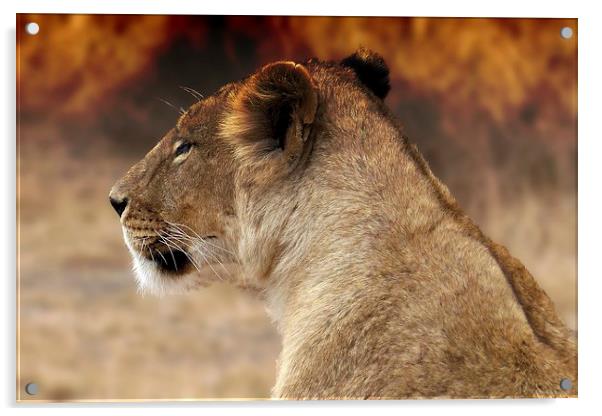  Lioness sitting by the fire Acrylic by Steve Bampton