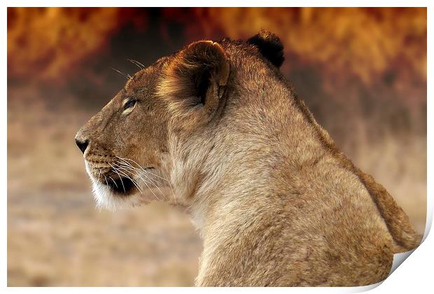  Lioness sitting by the fire Print by Steve Bampton