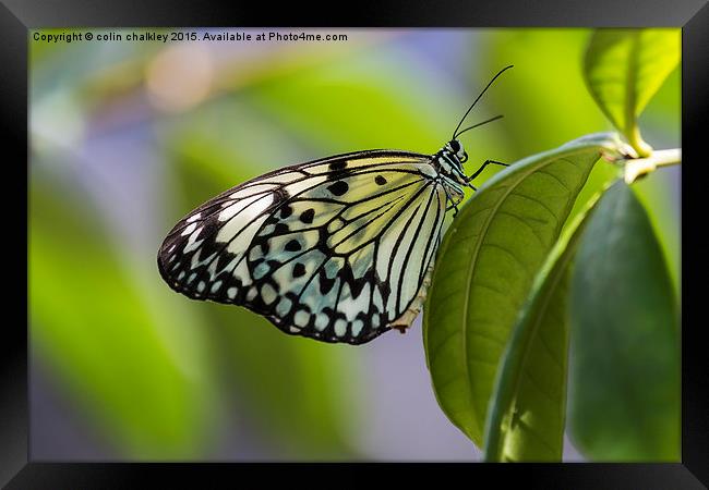  Paper Kite Butterfly Framed Print by colin chalkley
