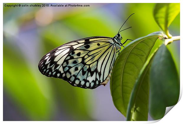  Paper Kite Butterfly Print by colin chalkley
