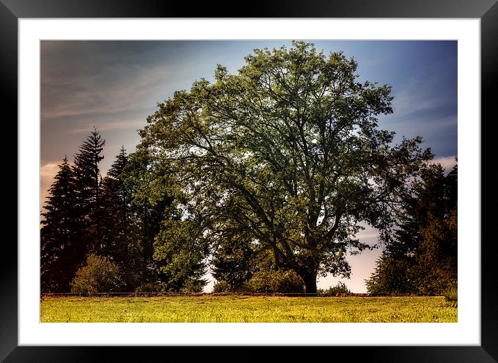  A Tree as a Poem Framed Mounted Print by Belinda Greb