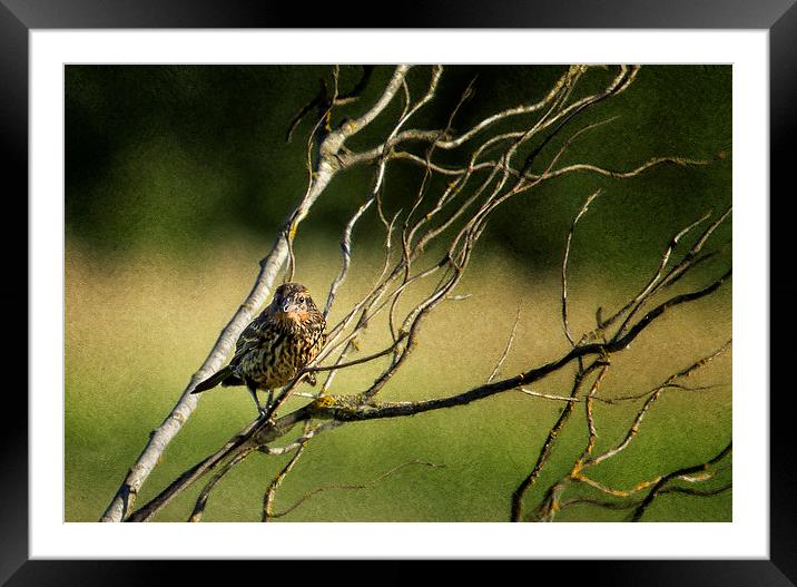  Eye on the Sparrow Framed Mounted Print by Belinda Greb