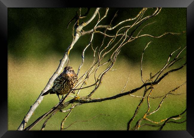  Eye on the Sparrow Framed Print by Belinda Greb