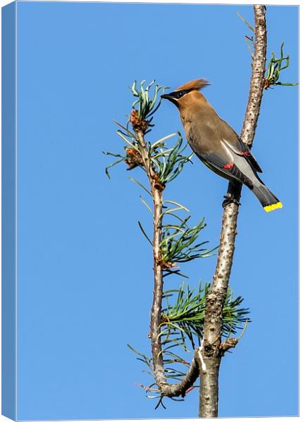 Cedar Waxwing on the Lookout Canvas Print by Belinda Greb