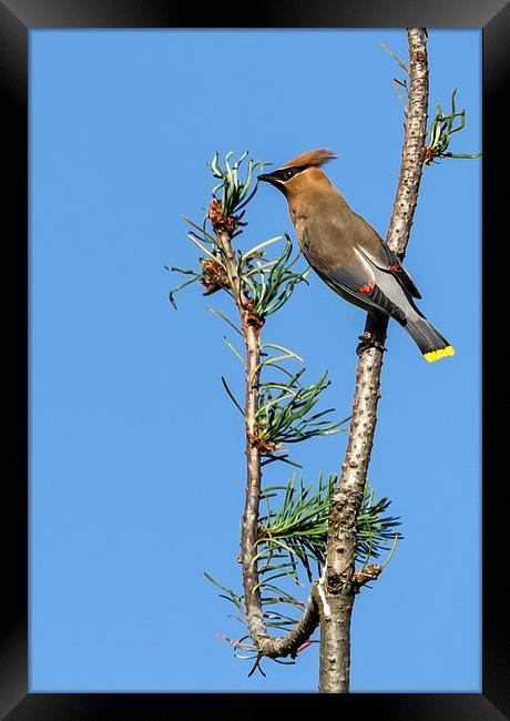  Cedar Waxwing on the Lookout Framed Print by Belinda Greb