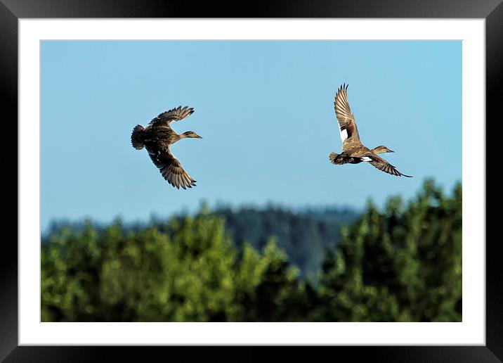 Two Ducks Flying Framed Mounted Print by Belinda Greb