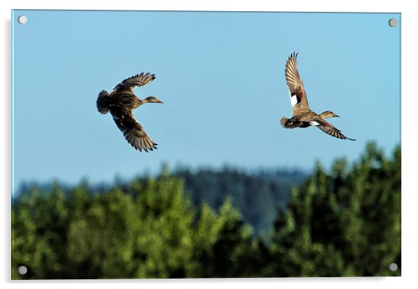  Two Ducks Flying Acrylic by Belinda Greb
