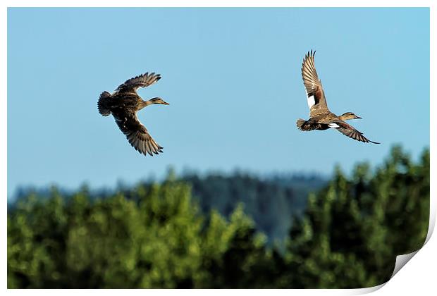 Two Ducks Flying Print by Belinda Greb