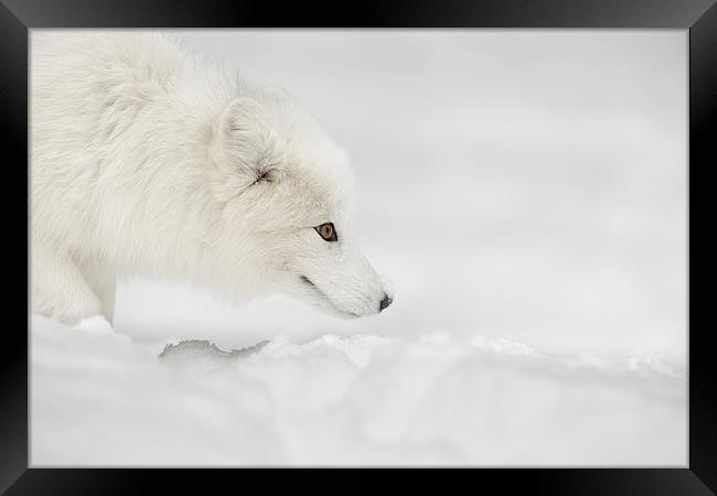Arctic Fox Framed Print by Natures' Canvas: Wall Art  & Prints by Andy Astbury