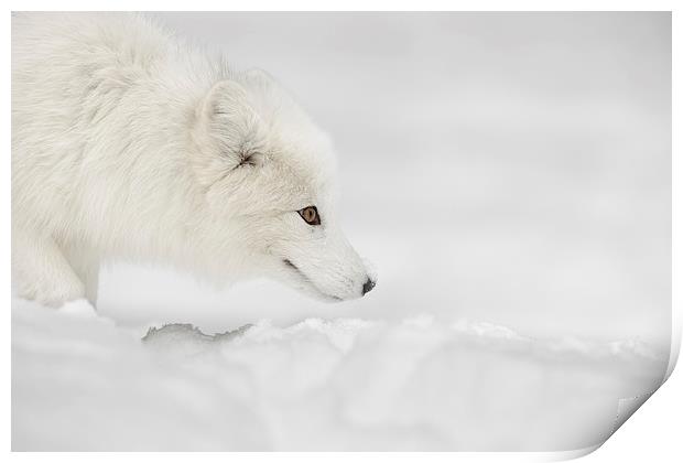 Arctic Fox Print by Natures' Canvas: Wall Art  & Prints by Andy Astbury