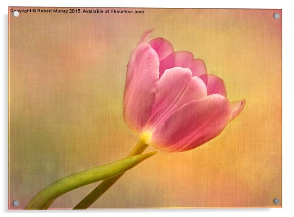  Tulip Sunshine Acrylic by Robert Murray