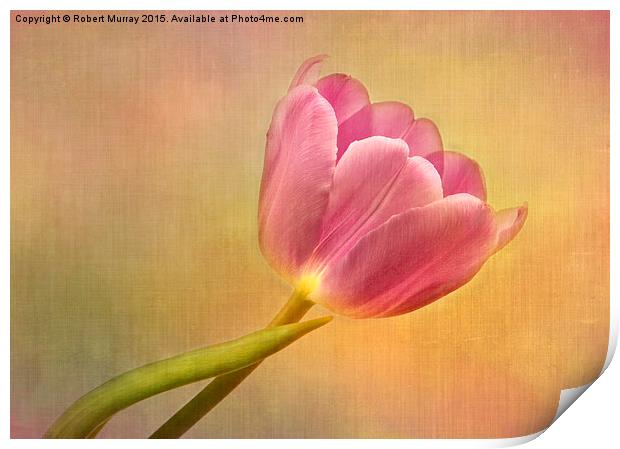  Tulip Sunshine Print by Robert Murray