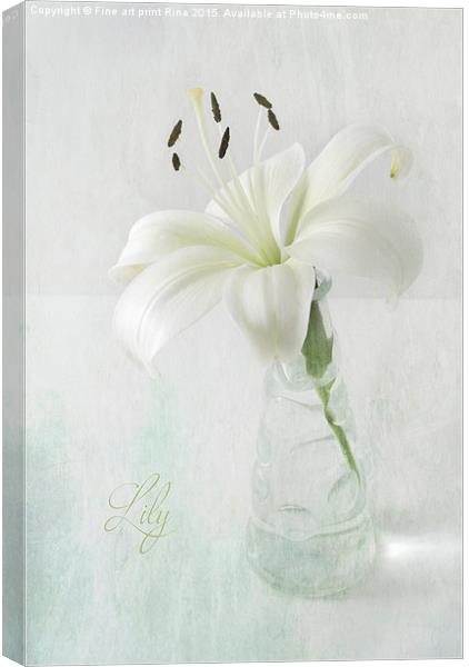  Lily Canvas Print by Fine art by Rina