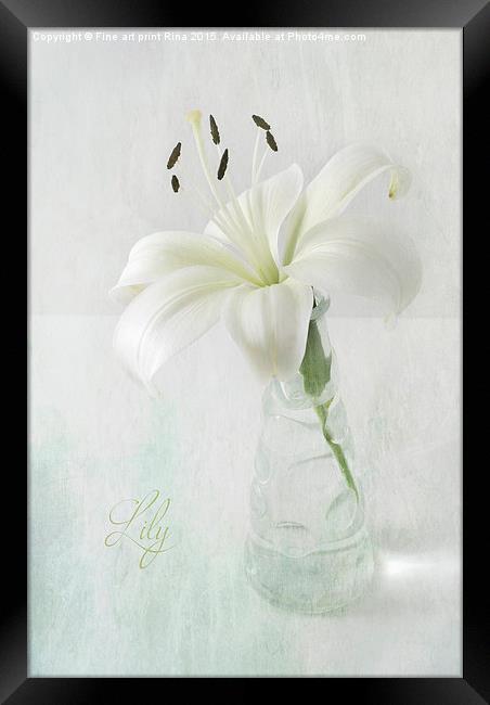 Lily Framed Print by Fine art by Rina
