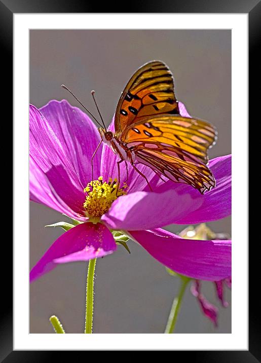 Gulf Fritillary Butterfly. Agraulis Vanillae Framed Mounted Print by Eyal Nahmias