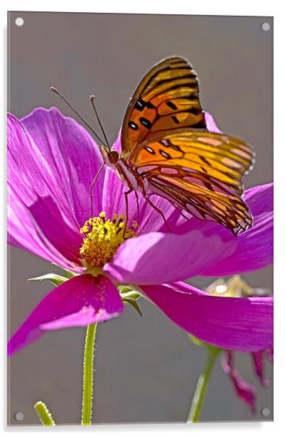 Gulf Fritillary Butterfly. Agraulis Vanillae Acrylic by Eyal Nahmias