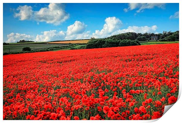  Norfolk Poppies Print by Broadland Photography