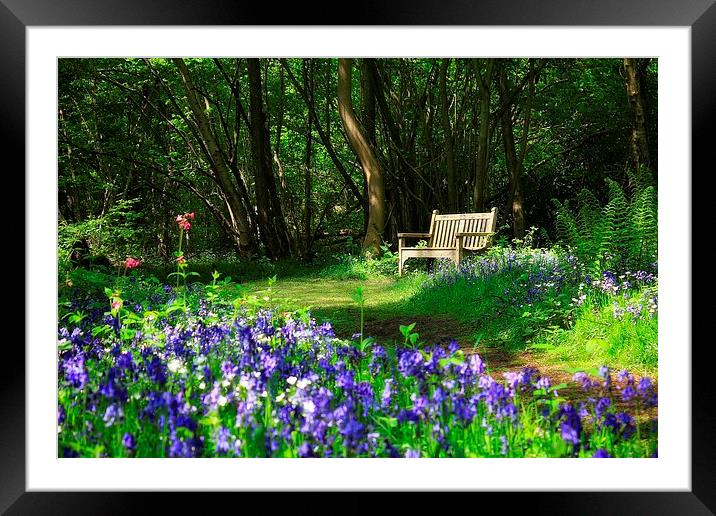  Bluebell Bench Framed Mounted Print by Broadland Photography