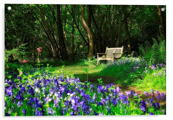  Bluebell Bench Acrylic by Broadland Photography