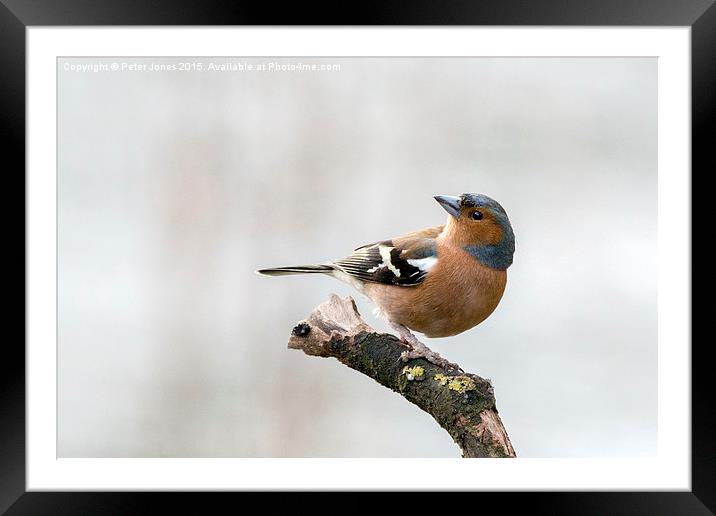  Male Chaffinch Framed Mounted Print by Peter Jones