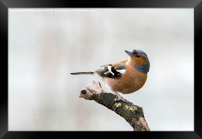  Male Chaffinch Framed Print by Peter Jones