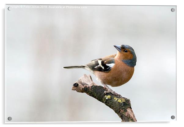 Male Chaffinch Acrylic by Peter Jones