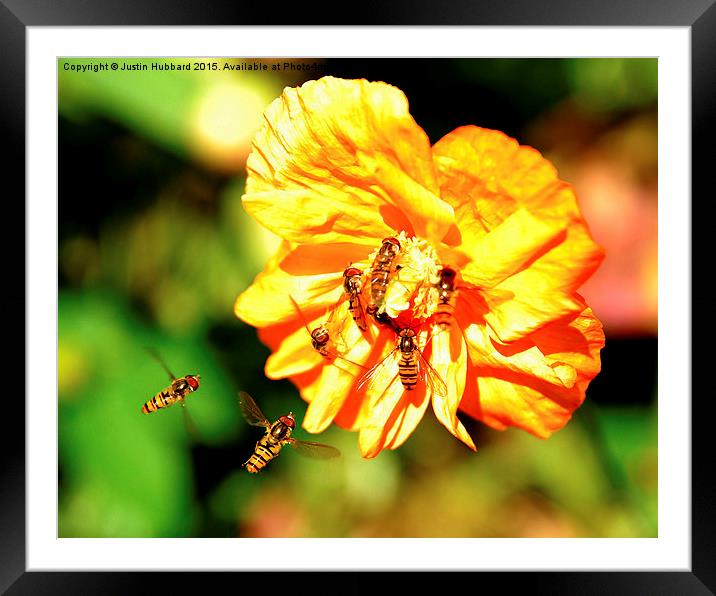  Hoverflies Framed Mounted Print by Justin Hubbard