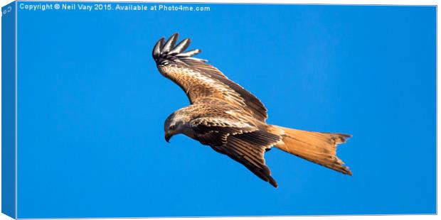  Red Kite searching for food Canvas Print by Neil Vary