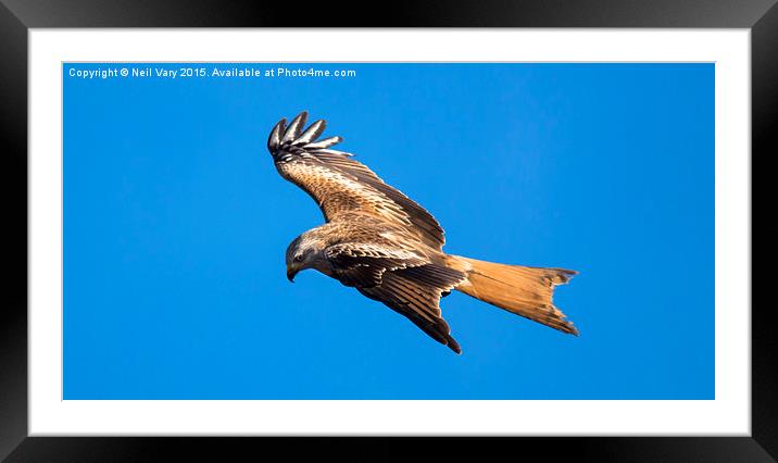  Red Kite searching for food Framed Mounted Print by Neil Vary