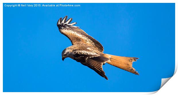  Red Kite searching for food Print by Neil Vary
