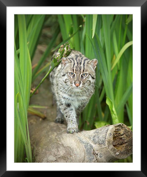  Fishing Cat Framed Mounted Print by Selena Chambers