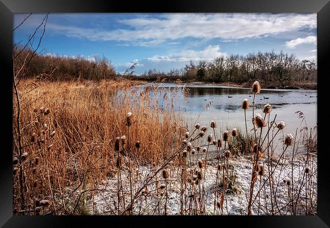 Frozen Wonderland at Waters Edge Framed Print by P D