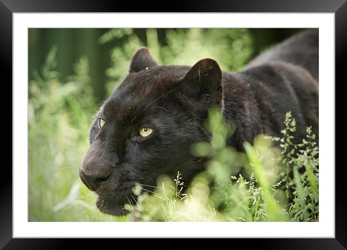  The Hunt Framed Mounted Print by Selena Chambers