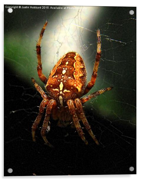  Garden Cross Spider Acrylic by Justin Hubbard