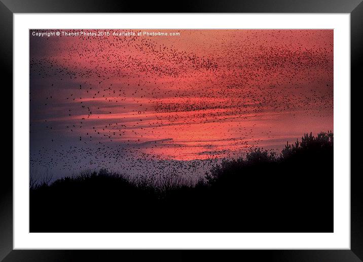  murmuration Framed Mounted Print by Thanet Photos