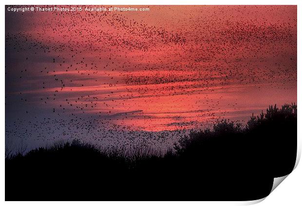  murmuration Print by Thanet Photos