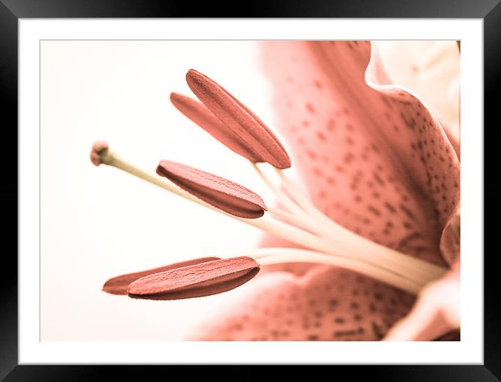  Detailed Pale Pink Lily Framed Mounted Print by Helen Holmes